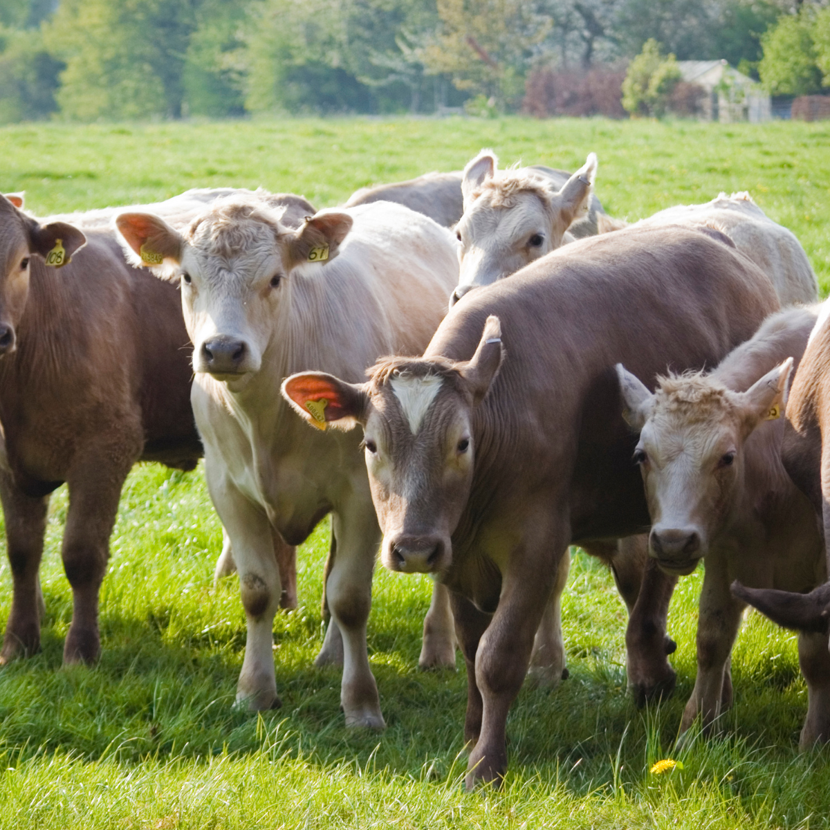 Electronic Identification & Health Records